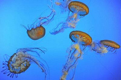 【水母】是海洋中重要的大型浮游生物。水母寿命很短，平均只有数个月的生命。水母是无脊椎动物，属于腔肠动物门中的一员。全世界的海洋中有超过两百种的水母，它们分布于全球各地的水域里。