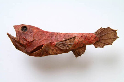 红色鱼。江本创的解剖生物。