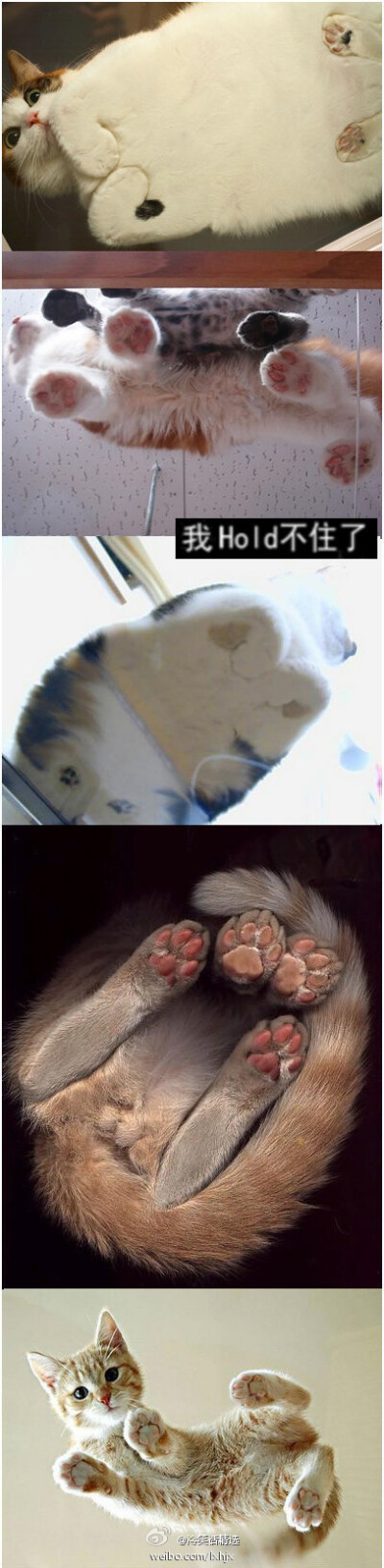 换个角度看猫猫~~~