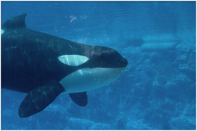 水族馆好小 好想回家哦