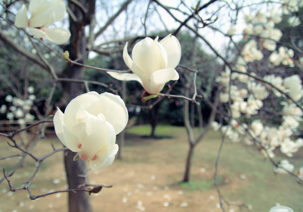 摄于 2011.3.26 杭州花圃