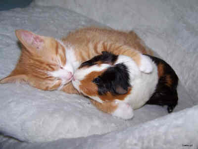 猫咪抱着几内亚猪~虽然它叫猪，可它其实是大豚鼠~这种组合你也要来一发么？