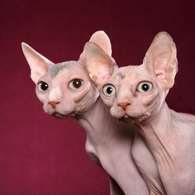 斯芬克斯猫（Sphynx）又称加拿大无毛猫。体重3.5到7公斤，肌肉发达，毛发稀疏，皮肤皱褶似羚羊皮。头部棱角分明。微呈三角型。眼大呈柠檬状，多数呈金色，上眼角斜向耳，间距较宽。这是一种对阳光十分敏感的猫。