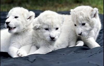 世界最贵的18种宠物——白狮子幼崽，价值$138,000