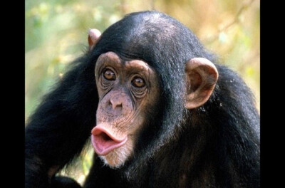 世界最贵的18种宠物——黑猩猩，价值$60,000 - $65,000