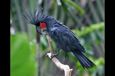 世界最贵的18种宠物——棕树凤头鹦鹉（又名“棕榈巴丹”），价值$16,000