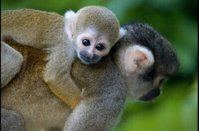 世界最贵的18种宠物——松鼠猴， $4,000以前上海野生动物园有这个可以玩