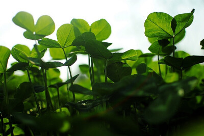 白花三叶草，学名：Trifolium repens，16世纪后期荷兰首先栽培，现温带地区广泛分布。多年生草本，着地生根。茎细长而软,匍匐地面,植株高30～60厘米。（又名白三叶、白花三叶草、白车轴草、白三草、车轴草、荷兰翅摇…