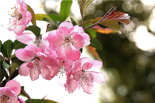 垂丝海棠（学名：Malus halliana）是蔷薇科苹果属的植物，是中国的特有植物。分布于中国大陆的四川、安徽、陕西、江苏、浙江、云南等地，生长于海拔50米至1,200米的地区，多生长于生山坡丛林中和山溪边，目前已由人工引种栽培。