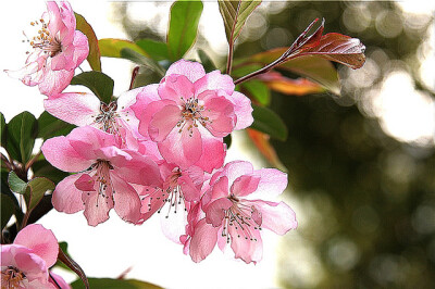 垂丝海棠（学名：Malus halliana）是蔷薇科苹果属的植物，是中国的特有植物。分布于中国大陆的四川、安徽、陕西、江苏、浙江、云南等地，生长于海拔50米至1,200米的地区，多生长于生山坡丛林中和山溪边，目前已由人…