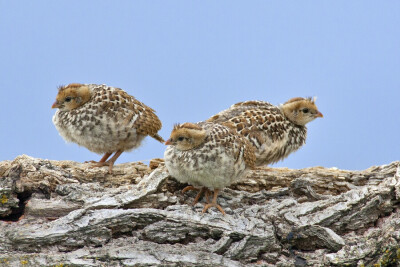 呃……都穿了豹纹？——California Quail Chicks, Bella Vista Road, Vernon, British Columbia 。alan elaine wilson