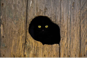 猫咪，你躲这里太吓人了