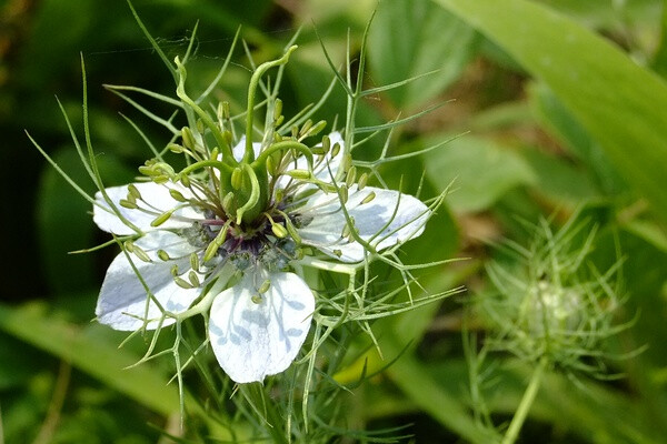 黑种草，(Love-in-a-mist)在英语里面也叫做Devil-in-the-bush，是一种一年生植物，原产于地中海地区。黑种草可以长到1到2英尺(30到60厘米)高，长着带花边的鲜绿色叶子，开白色或者蓝色的花，花朵被线状的叶子包围着，这种线状的叶子叫做苞叶(bracts)。黑种草的果实是球状的蒴果。黑种草主要被种植在北美洲的花园里。