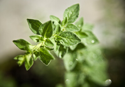 奥勒冈，英文名: Oregano，唇形花科多年生草本植物，意大利墨西哥料理中最常用的香料之一，加入披萨、番茄,乳酪中调味，用以沐浴消除疲劳