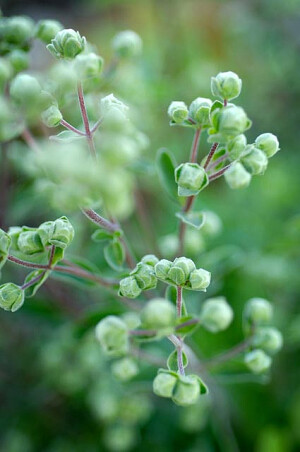 马郁兰（Origanum majorana L.）多年生草本植物，一般通称的马郁兰是指甜马郁兰（Sweet marjoram）比起同属之俄力冈（Oregano， Origanum vulgare L.）香味更温和、甘甜及沉稳。叶色也较柔和及灰绿。叶片也较少。可作为花坛或盆栽植物。马郁兰植株高度30-60公分，叶卵形、顶端绿色，下端为灰色，花白色至淡粉红色，种子细小，暗褐色。