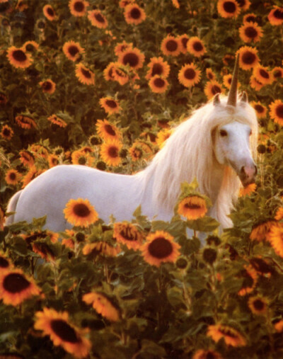 Sun flowers and The Unicorn.