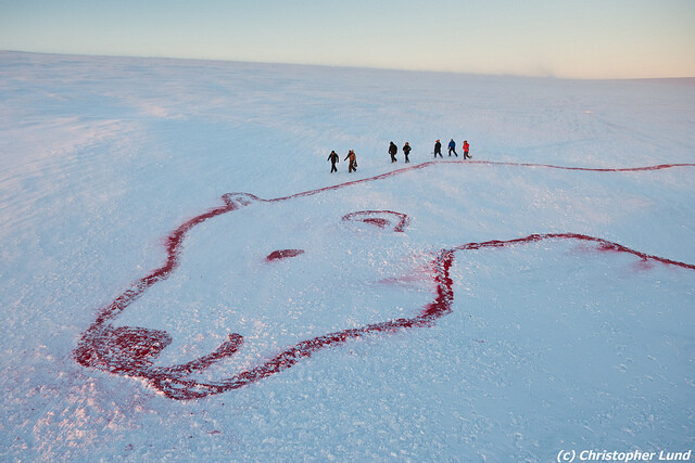 350 EARTH ICELAND RED POLAR BEAR, Langjökull Glacier, Iceland