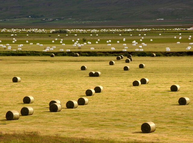 Naked tractor eggs in Varmahlid, Iceland