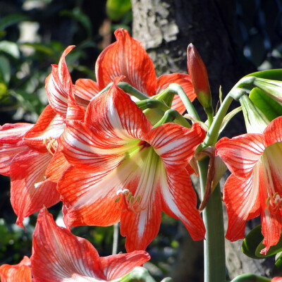 孤挺花，又叫朱顶红（学名：Hippeastrum rutilum）是石蒜科朱顶红属的多年生草本植物，原生品种和园艺栽培品种常见的有1000多种。