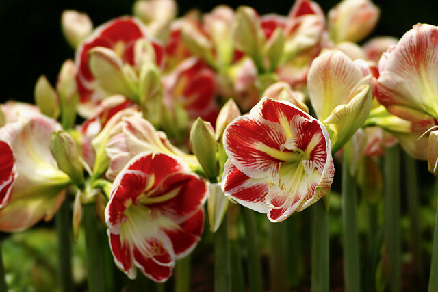 孤挺花，又叫朱顶红（学名：Hippeastrum rutilum）是石蒜科朱顶红属的多年生草本植物，原生品种和园艺栽培品种常见的有1000多种。