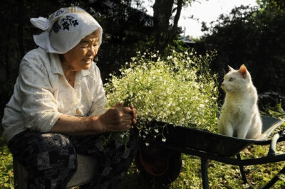 祖母早就把猫咪当成了一个可以诉说的伴。虽然它总是不出声。