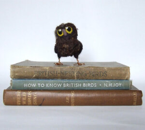 how to know british birds XDDD