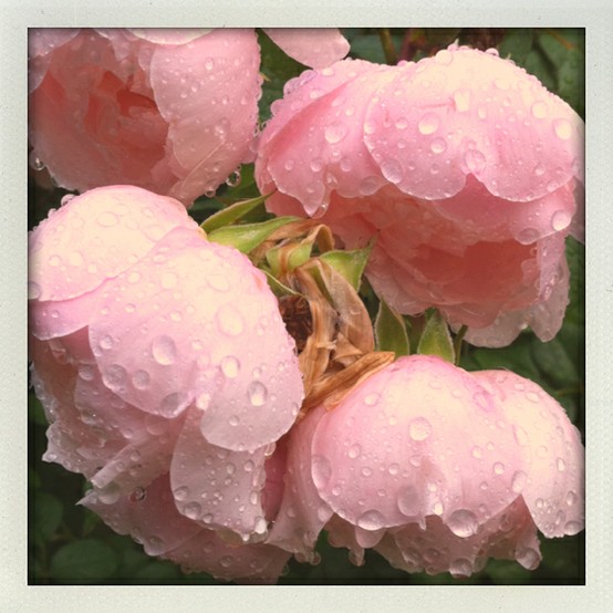 Rosey Raindrops·玫瑰雨