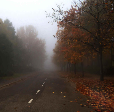  深秋的道路。落叶满地。雾霭沉沉。