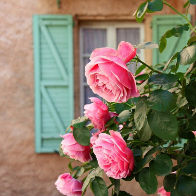 Pink roses,aqua shutters.