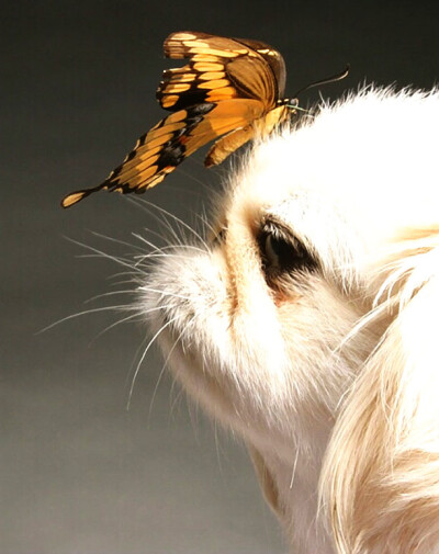 Dog and Butterfly, photo by Bob Garas