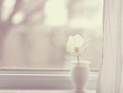 窗台上静默的花 只为等你