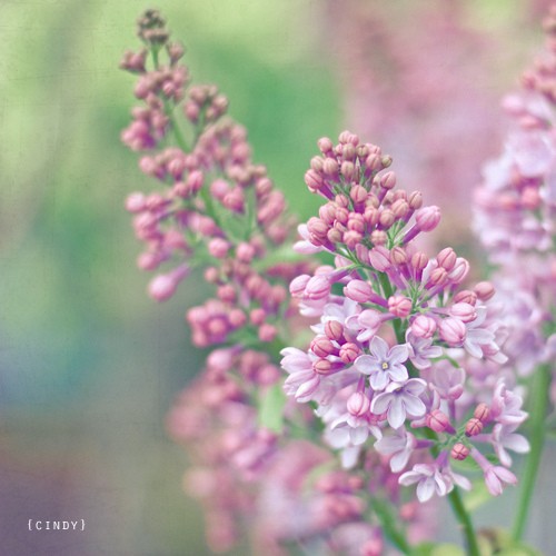 Lilacs