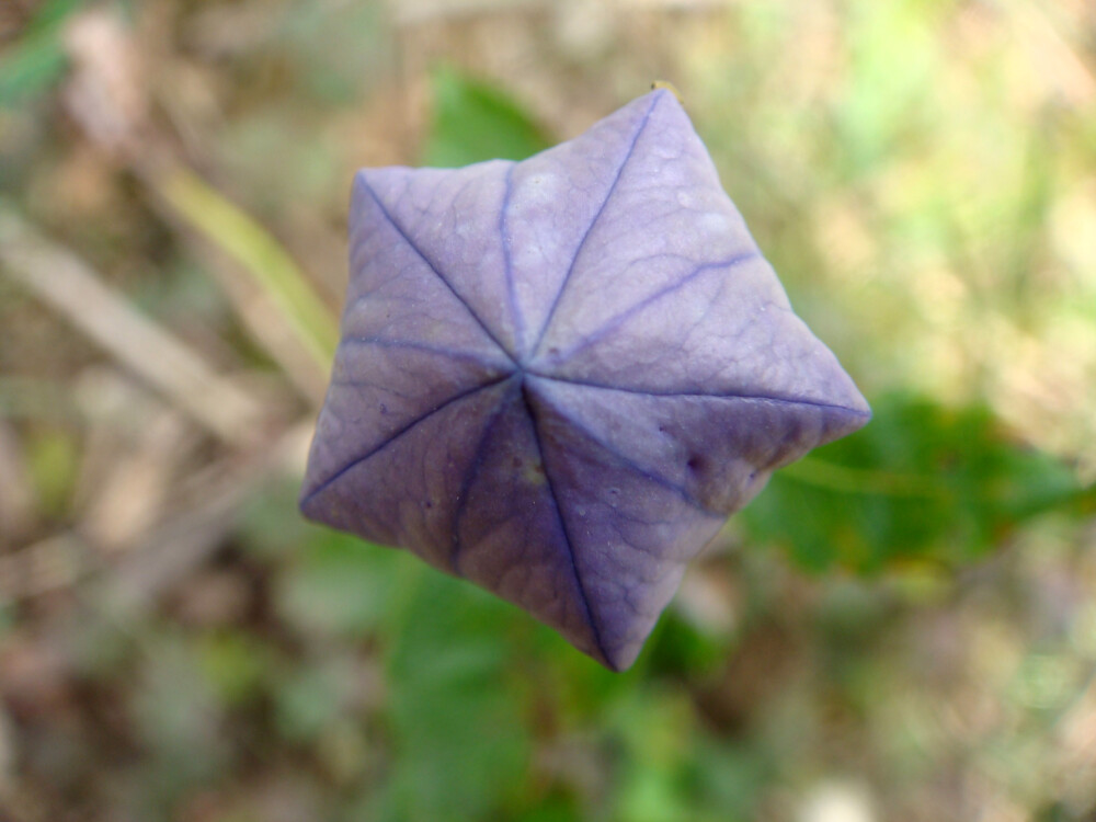 桔梗，又名僧帽花，看到花苞像颗鼓鼓的五角星，明白为什么叫僧帽花了吧~