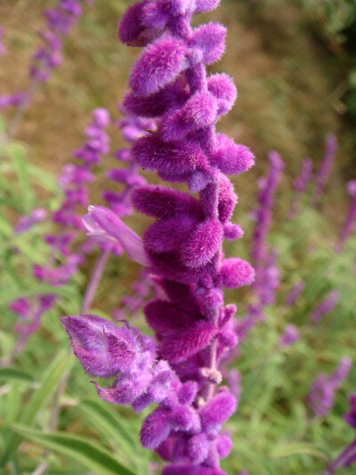 天鹅绒鼠尾草，很形象的名字呢，高贵典雅柔和的紫色。不过一般还是会叫它墨西哥鼠尾草。