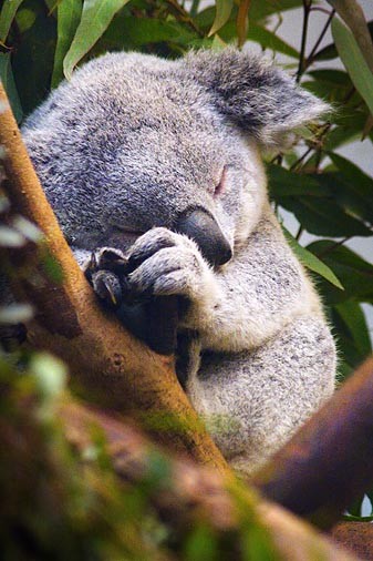Koala Bear好困啊！