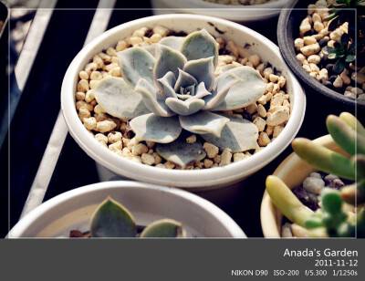 丽娜莲，最近失宠了=。=