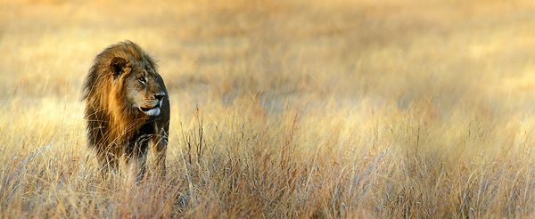 Lion Panorama..