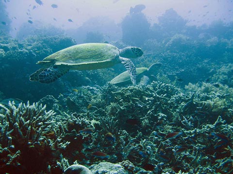 科莫多国家公园包括弗洛勒斯岛的西海岸、科莫多岛、林卡岛、帕达尔岛和26个其他较小的岛屿。这一地区有活火山，地形比较崎岖，以圆山为主要特点，最高海 拔为735 m。这一地区的气候属于印度尼西亚较为干旱的地区之一，年降水量约800-1000mm。在旱季（5月至10月），每日平均气温约40℃。补丁珊瑚礁的分布广泛，生长最好的地区在科莫多东北和东部的沿海。主要生物包括鲸鲨、翻车鱼、蝠鲼、老鹰射线、侏儒海马、虚假尖嘴、蓝圈章鱼、海绵、被囊和珊瑚等。