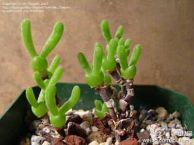 枝干番杏（Dicrocaulon ramulosum）番杏科多肉植物。