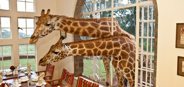 Giraffe Manor（长颈鹿山庄）始建于20世纪30年代，位于肯尼亚内罗毕市郊，距离中心城区20公里，拥有12英亩的私人土地和广阔达140英亩的天然森林。该庄园最为著名的是同样居住在这里的众多长颈鹿，它们会在庄园里自由行走，在你享用早餐的时候，好奇的穿过前门伸进脖子，甚至还会在你卧室的窗户边徘徊，带给你一次无与伦比的非洲之旅。（图3）