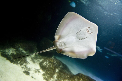 英国伦敦海洋生物水族馆中的小黄貂鱼。工作人员惊奇的发现两条雌性黄貂鱼在几乎两年时间内没有接触过异性貂鱼的情况下居然孕育出了宝宝。此次共诞下7只健康的黄貂鱼。（图片来源：《卫报》）