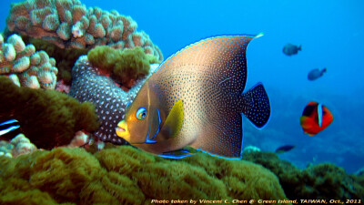 尾疊波蓋刺魚 好震惊的样子哦 http://mylongdongbay.blogspot.com/