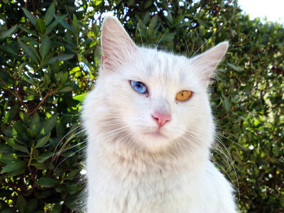 土耳其梵猫，英文名称：Turkish Van ，长而结实的体型，中长度长毛，被毛白而发亮，毛质如同丝绸般十分光滑。全身除头耳部和尾部有乳黄色或浅褐色的斑纹外,没有一根杂毛，外表极为美丽和可爱。头部呈宽广的楔形；耳…