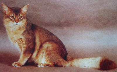 品种名称：索马里猫，英文名称：Somali ，原产地应该是在非洲。据说，索马里猫是1967年由纯种的阿比西尼亚猫突变产生出来的长毛猫，经过有计划繁殖而形成的品种。在欧美等国经过繁衍培育，至1983年才得到英国猫协会…