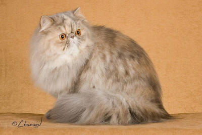 品种名称：波斯猫 英文名称：Persian 历史： 波斯猫是在16世纪左右,由喜马拉雅猫和安哥拉猫杂交,经过多年的提纯繁殖而培育出来的.