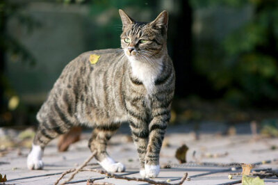 中国狸花猫 中国是狸花猫的源产地，它属于自然猫，是千百年经过许多品种的自然淘汰而保留下来的。人们最熟悉的就要算是“狸猫换太子”（宋朝）的故事了，这也是能够找到的最早有关狸花猫的记录。所以，CAA猫会授…