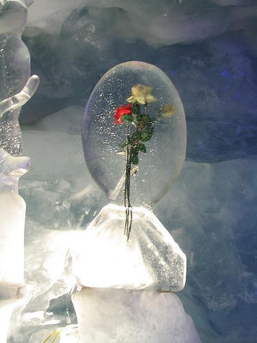 冰中玫瑰，浪漫哎