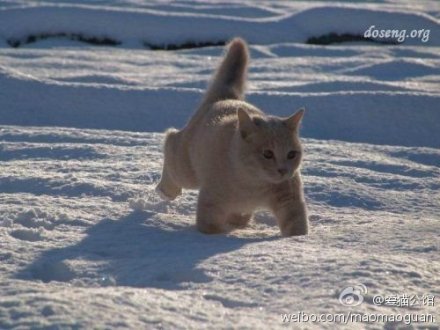 短腿猫猫，嫩在雪地里扮猞猁么？