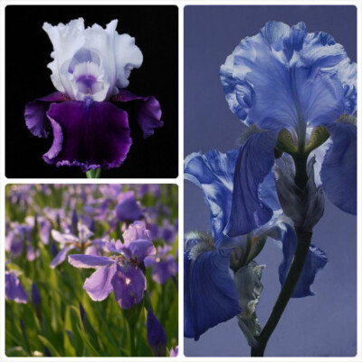 #鸢尾#Iris tectorum，别称紫蝴蝶、蓝蝴蝶、乌鸢、扁竹花。其花型大而美丽，可供观赏。根状茎可作中药，全年可采有消炎作用。“鸢尾”之名来源于希腊语，意思是彩虹。法国的国花是香根鸢尾。白色鸢尾代表纯真，黄色…