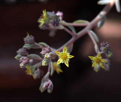 Yellow Star-a detail views for a blooming succulent plant. from Flickr cobalt123